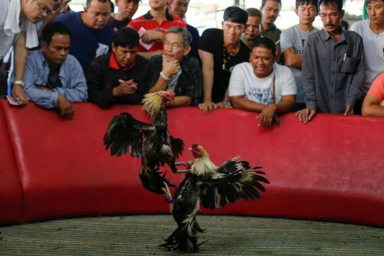 Làm thế nào để đánh giá tỷ lệ cược trong một trận đá gà trực tiếp